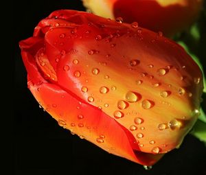 Preview wallpaper tulip, flower, bud, drops