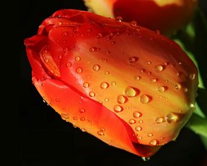 Preview wallpaper tulip, flower, close-up, drop, bud