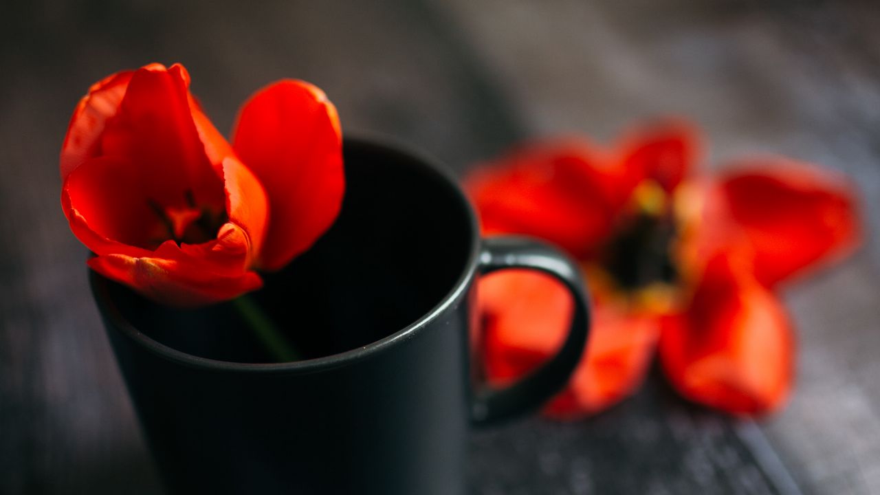 Wallpaper tulip, flower, cup, red