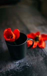 Preview wallpaper tulip, flower, cup, red