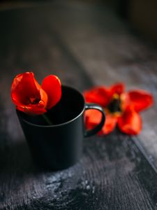 Preview wallpaper tulip, flower, cup, red