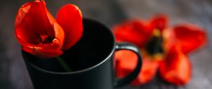 Preview wallpaper tulip, flower, cup, red