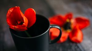 Preview wallpaper tulip, flower, cup, red