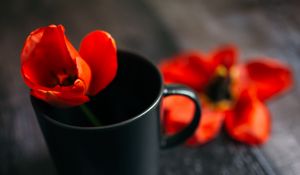 Preview wallpaper tulip, flower, cup, red