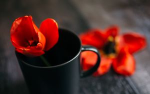 Preview wallpaper tulip, flower, cup, red