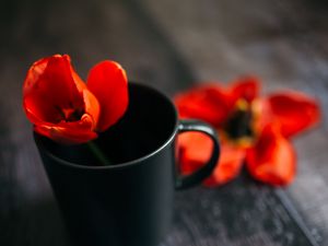 Preview wallpaper tulip, flower, cup, red