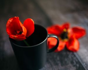 Preview wallpaper tulip, flower, cup, red