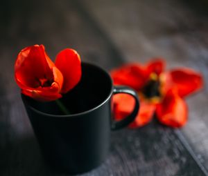 Preview wallpaper tulip, flower, cup, red