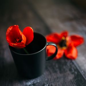 Preview wallpaper tulip, flower, cup, red