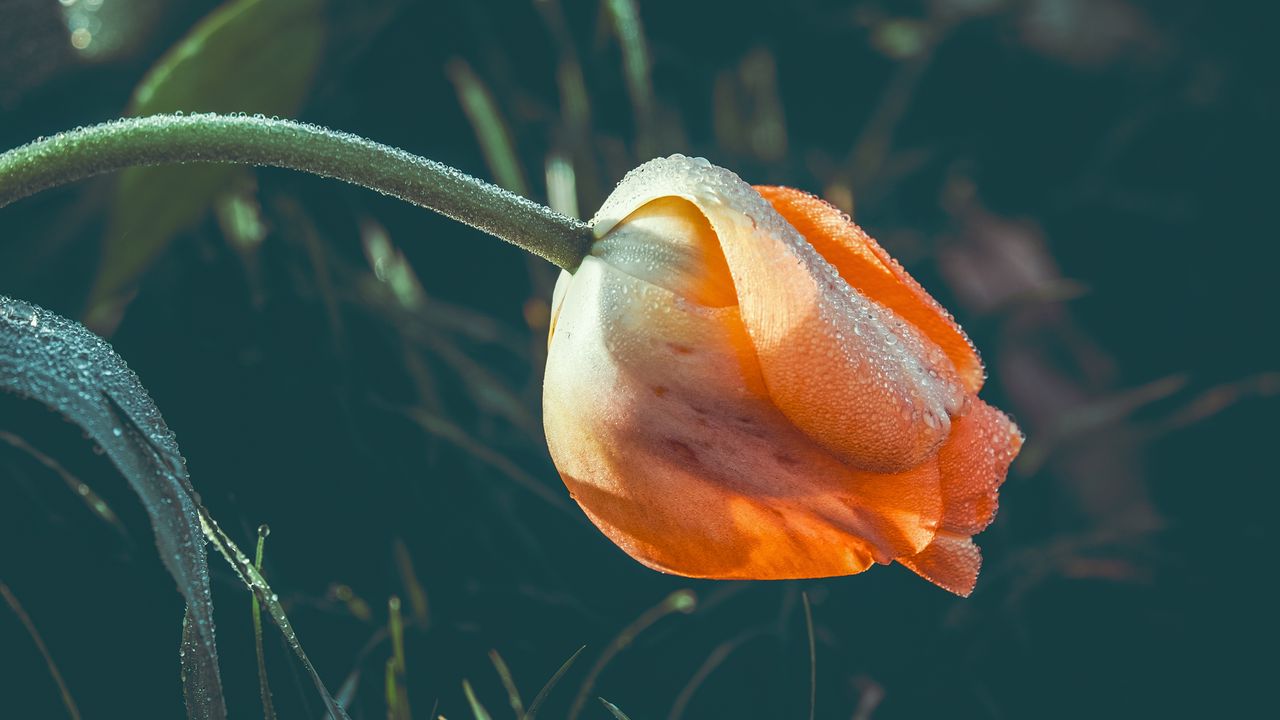 Wallpaper tulip, flower, dew, wet, drops, yellow