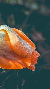 Preview wallpaper tulip, flower, dew, wet, drops, yellow