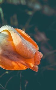 Preview wallpaper tulip, flower, dew, wet, drops, yellow