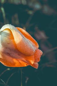 Preview wallpaper tulip, flower, dew, wet, drops, yellow