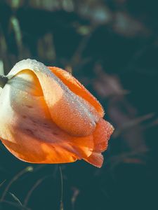 Preview wallpaper tulip, flower, dew, wet, drops, yellow