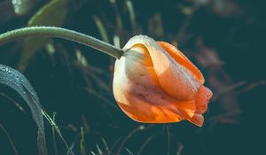Preview wallpaper tulip, flower, dew, wet, drops, yellow