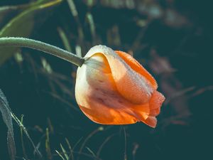 Preview wallpaper tulip, flower, dew, wet, drops, yellow