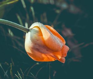 Preview wallpaper tulip, flower, dew, wet, drops, yellow