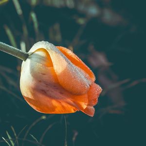 Preview wallpaper tulip, flower, dew, wet, drops, yellow