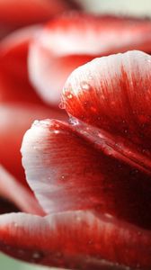 Preview wallpaper tulip, flower, droplets, stripes