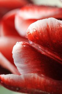 Preview wallpaper tulip, flower, droplets, stripes