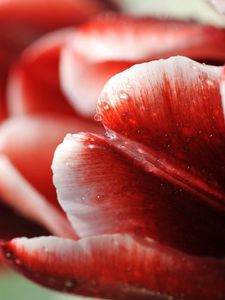 Preview wallpaper tulip, flower, droplets, stripes