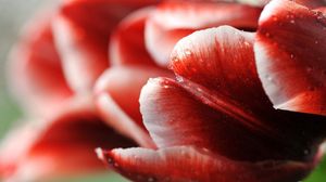 Preview wallpaper tulip, flower, droplets, stripes