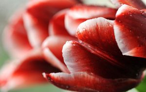 Preview wallpaper tulip, flower, droplets, stripes