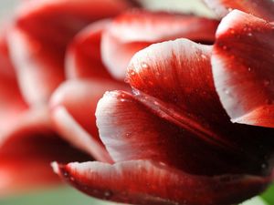 Preview wallpaper tulip, flower, droplets, stripes