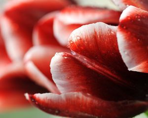 Preview wallpaper tulip, flower, droplets, stripes