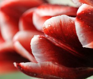 Preview wallpaper tulip, flower, droplets, stripes