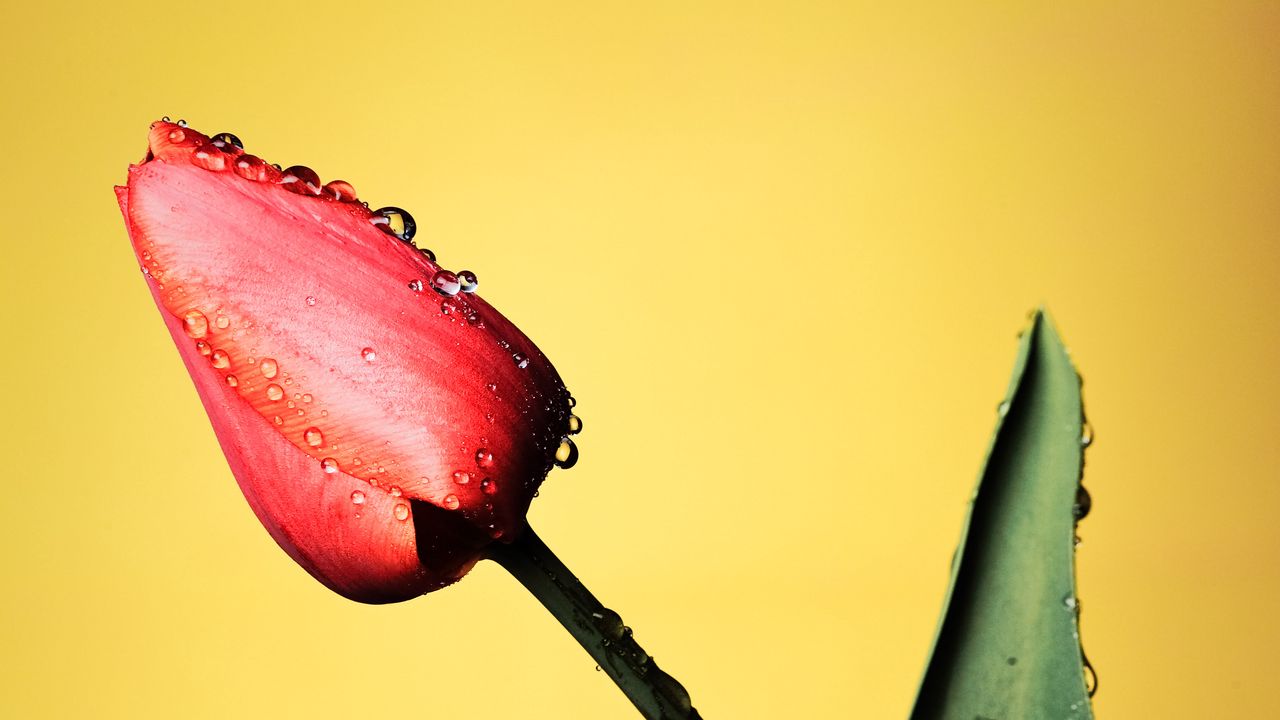 Wallpaper tulip, flower, drops, wet, red, yellow