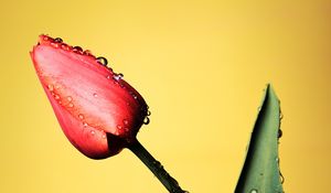 Preview wallpaper tulip, flower, drops, wet, red, yellow