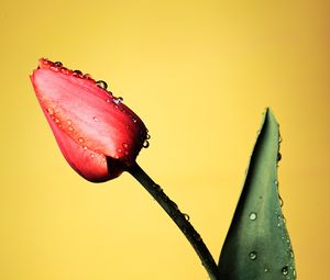 Preview wallpaper tulip, flower, drops, wet, red, yellow
