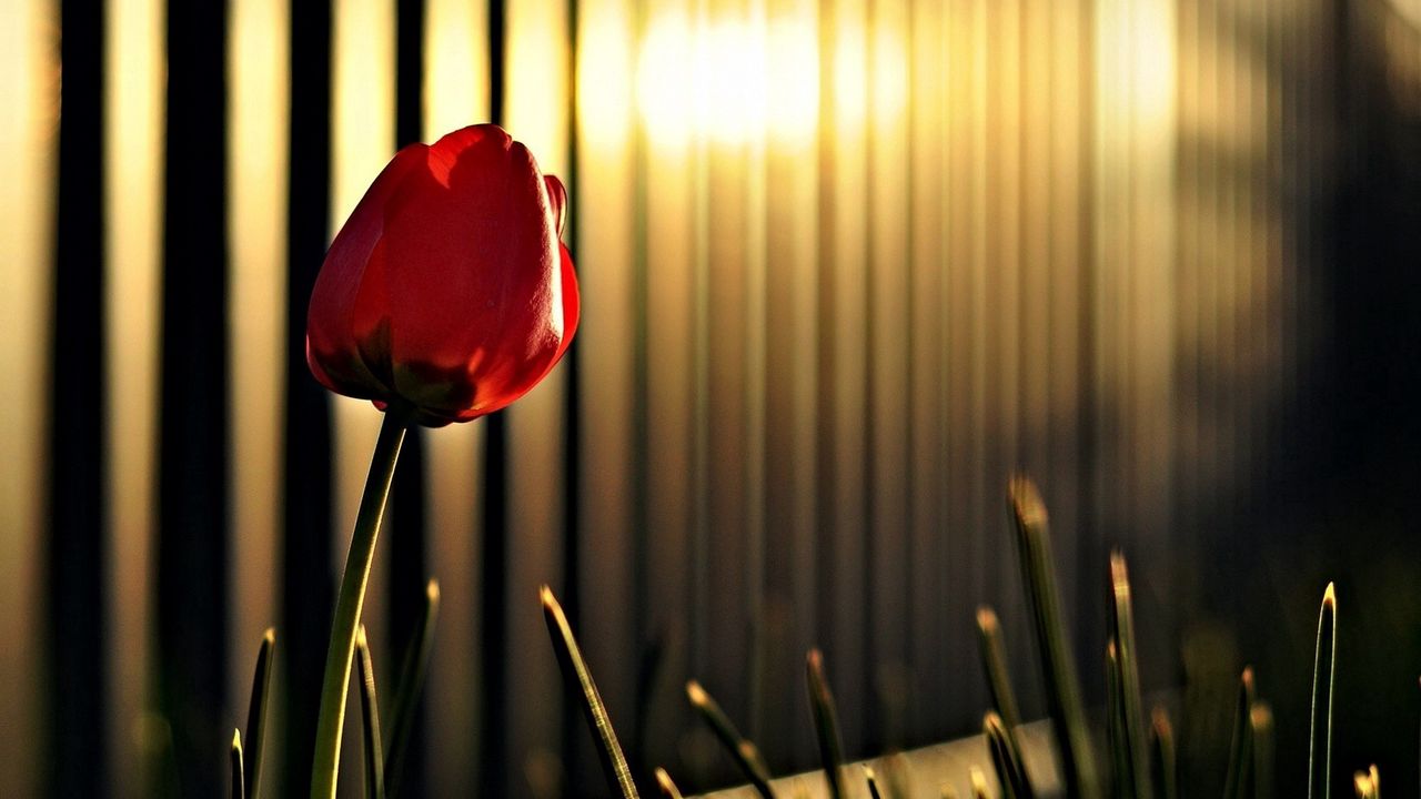 Wallpaper tulip, flower, fencing, lighting