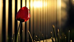 Preview wallpaper tulip, flower, fencing, lighting