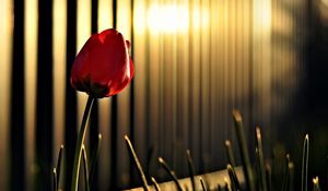 Preview wallpaper tulip, flower, fencing, lighting