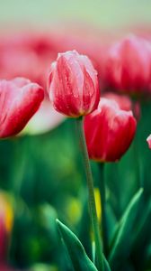Preview wallpaper tulip, flower, flowerbed