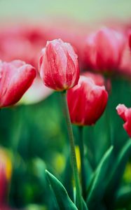 Preview wallpaper tulip, flower, flowerbed