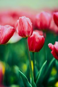 Preview wallpaper tulip, flower, flowerbed