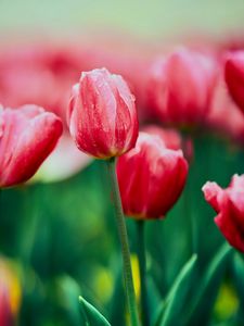 Preview wallpaper tulip, flower, flowerbed