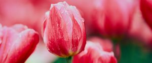 Preview wallpaper tulip, flower, flowerbed