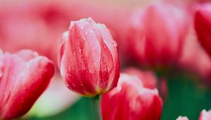 Preview wallpaper tulip, flower, flowerbed