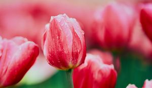 Preview wallpaper tulip, flower, flowerbed