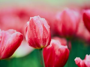 Preview wallpaper tulip, flower, flowerbed