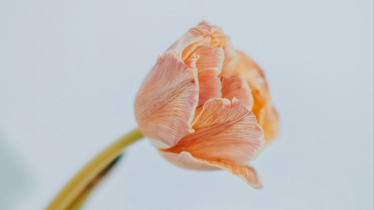 Wallpaper tulip, flower, light, minimalism