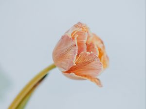 Preview wallpaper tulip, flower, light, minimalism