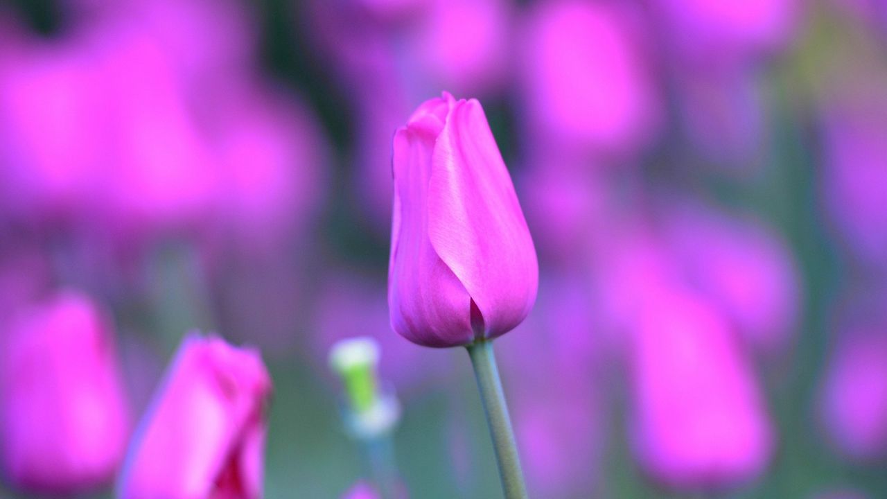 Wallpaper tulip, flower, light, lilac
