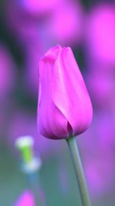 Preview wallpaper tulip, flower, light, lilac