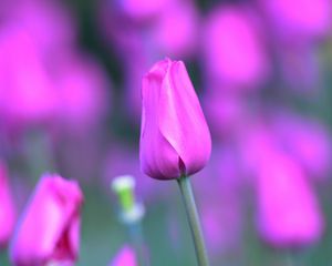 Preview wallpaper tulip, flower, light, lilac