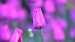 Preview wallpaper tulip, flower, light, lilac